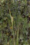 False hop sedge